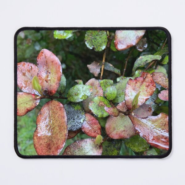 Item preview, Horopito  designed and sold by Terra Dumont.