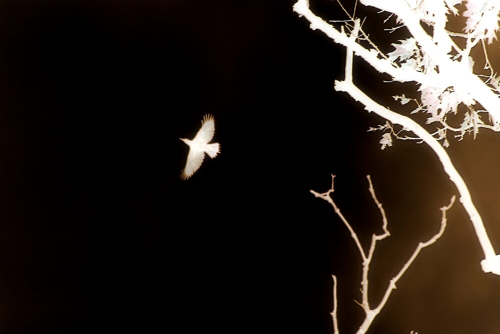 "LIT FLIGHT" by BOLLA67 Redbubble