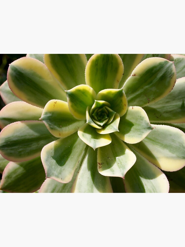 Succulent in the Sun by douglasewelch