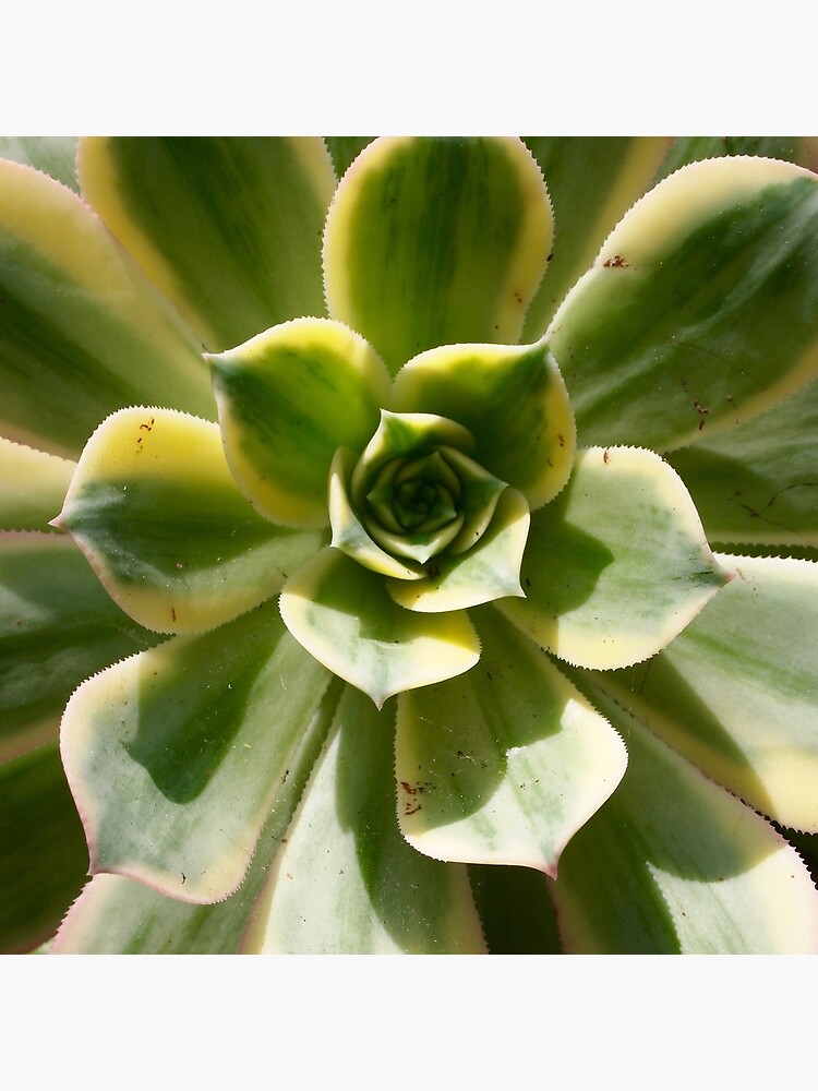 Succulent in the Sun by douglasewelch