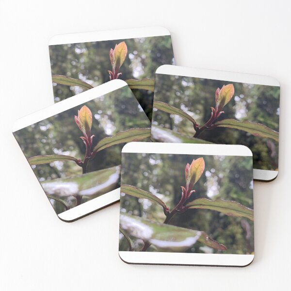 Item preview, Horopito sapling designed and sold by Terra Dumont.