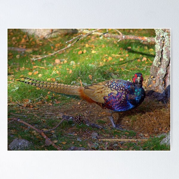 The Colourful Pheasant Poster for Sale by William Lighterness