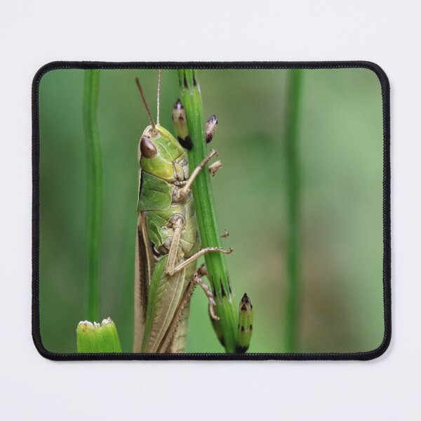 Item preview, Lesser Marsh Grasshopper designed and sold by cuprum.