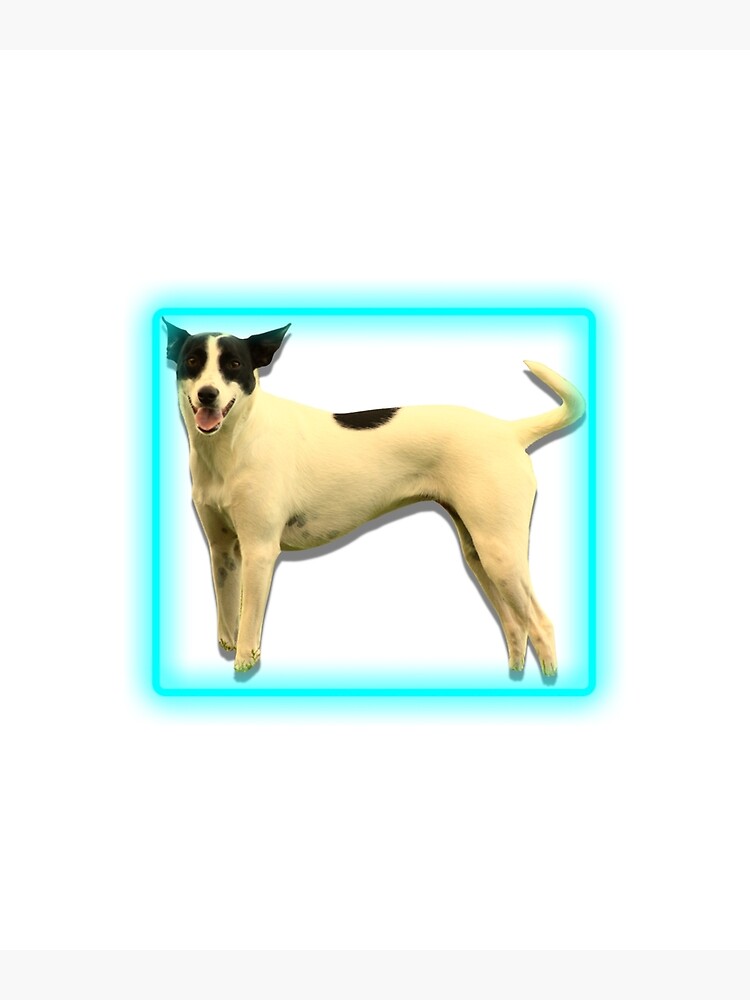 Rat terrier hot sale feist