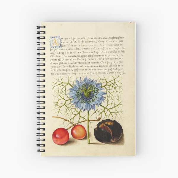 Item preview, Naturalist Manuscript Fruits and Flower Illumination: Love-in-a-Mist, Sweet Cherry, and Spanish Chestnut by Joris Hoefnagel  designed and sold by Naturalist Prints.