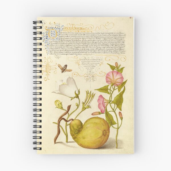 Item preview, Naturalist Manuscript Vegetable, Flowers and Insect Illumination: Fly or Blister Beetle, Willow Bellflower, Gourd, and Bindweed by Joris Hoefnagel designed and sold by Naturalist Prints.