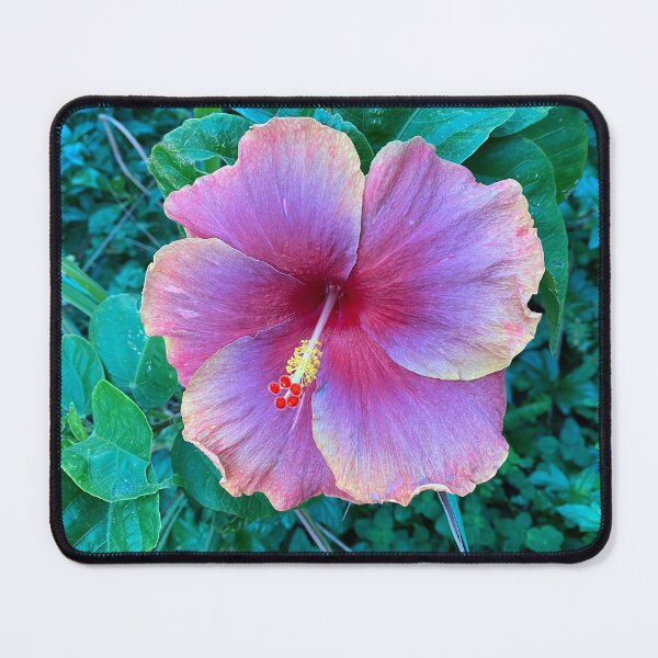 Item preview, Multi-Coloured China Rose designed and sold by Sinemathk.