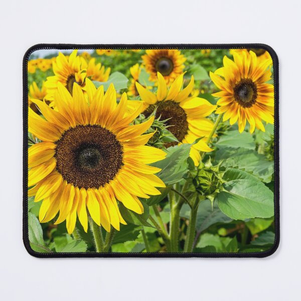 Item preview, Field of Sunflowers designed and sold by onepony.