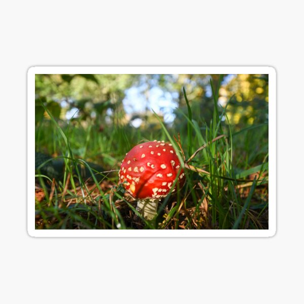Red mushroom - Fly Agaric Sticker