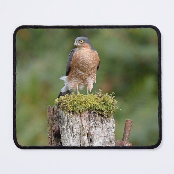 Item preview, Sparrowhawk designed and sold by Paul Crabtree.