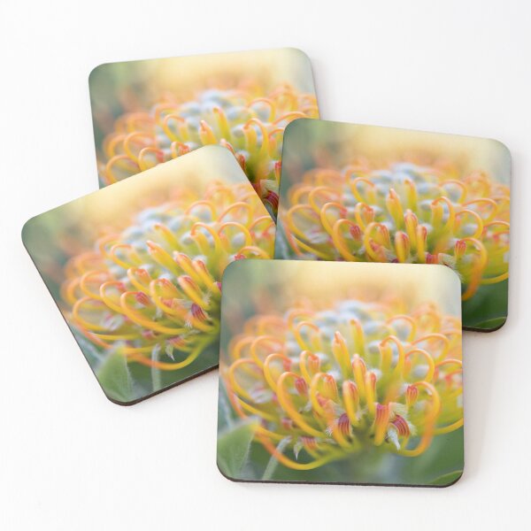 Item preview, Protea - Leucospermum praecox designed and sold by imaginethis.