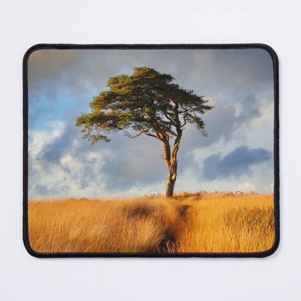 Item preview, Golden light over the lonely tree at Priddy, Somerset designed and sold by Victoria Ashman.