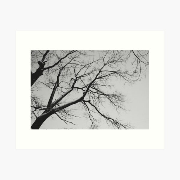Item preview, Black and white branches designed and sold by ABCco.