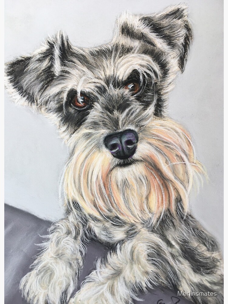 Schnauzer shop art prints