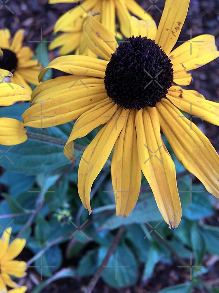Black Eyed Susans" A-Line Dress for Sale by Ric1926 | Redbubble