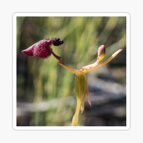 King-in-his-carriage Hammer Orchid Sticker
