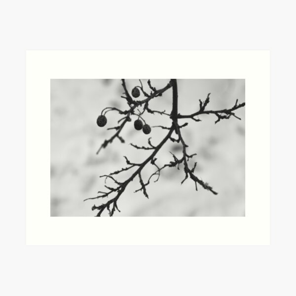 Item preview, Black and white winter branches designed and sold by ABCco.
