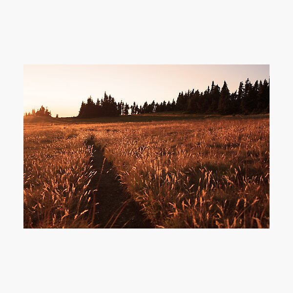 Glowing grass on Hurricane Hill, Olympic National Park Photographic Print