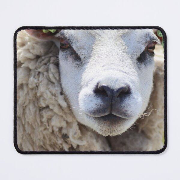 Item preview, Texel Sheep designed and sold by MvMeer.