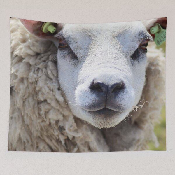 Item preview, Texel Sheep designed and sold by MvMeer.