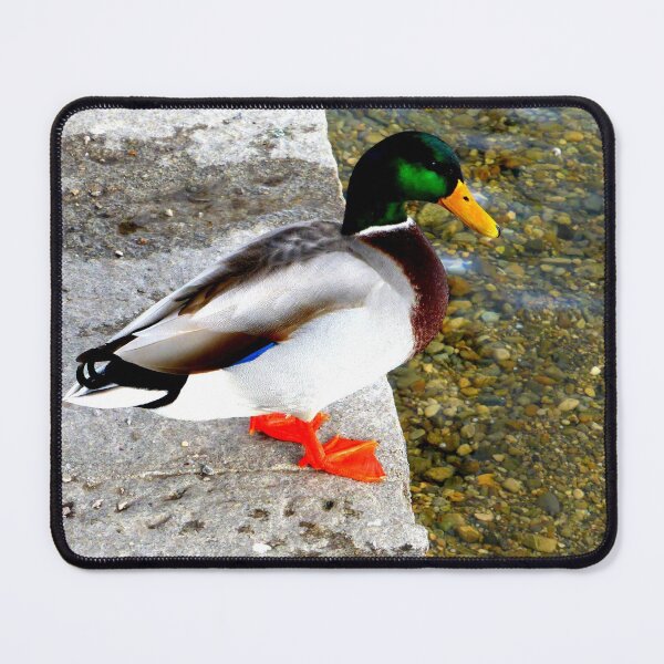 Item preview, Mallard Duck designed and sold by angel1.