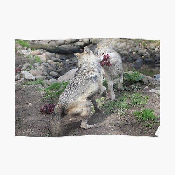 Wild Animals Picture Poster 3 Large Grey Wolves Play Fighting Framed Print 