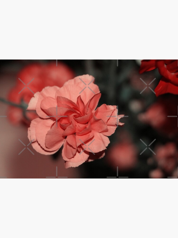 Carnation Flower Art Print