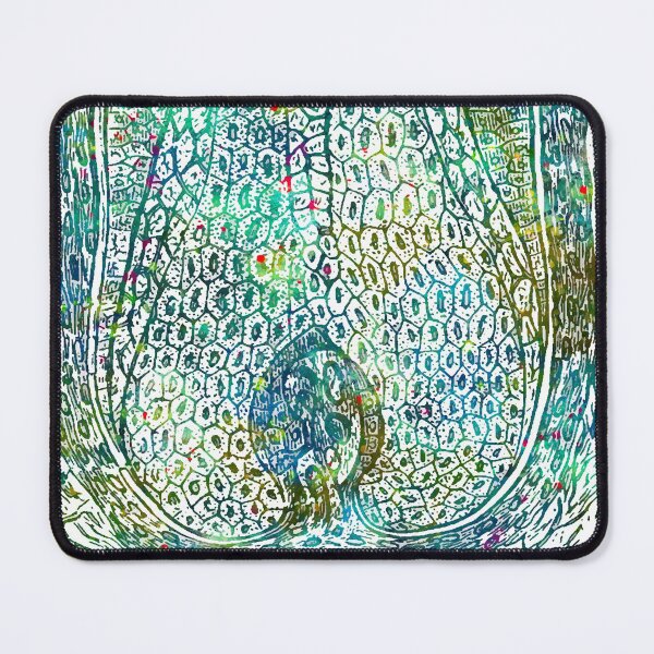 Item preview, Hair Follicle Longitudinal Cross Section designed and sold by EvasDreams.