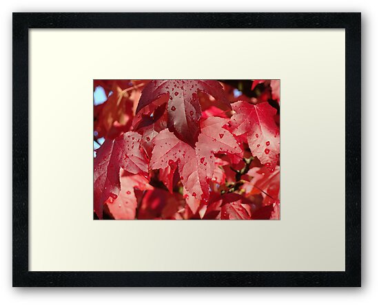 "RED Autumn Leaves Art Prints Fall Trees" Framed Prints By ...