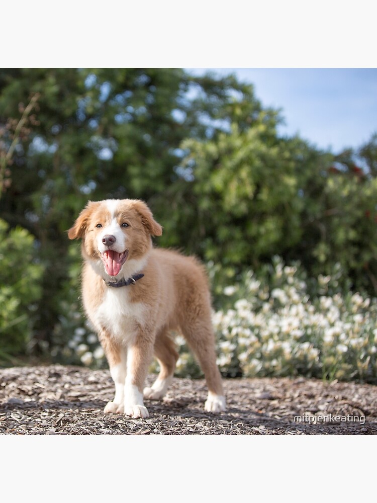 Blonde collie shops