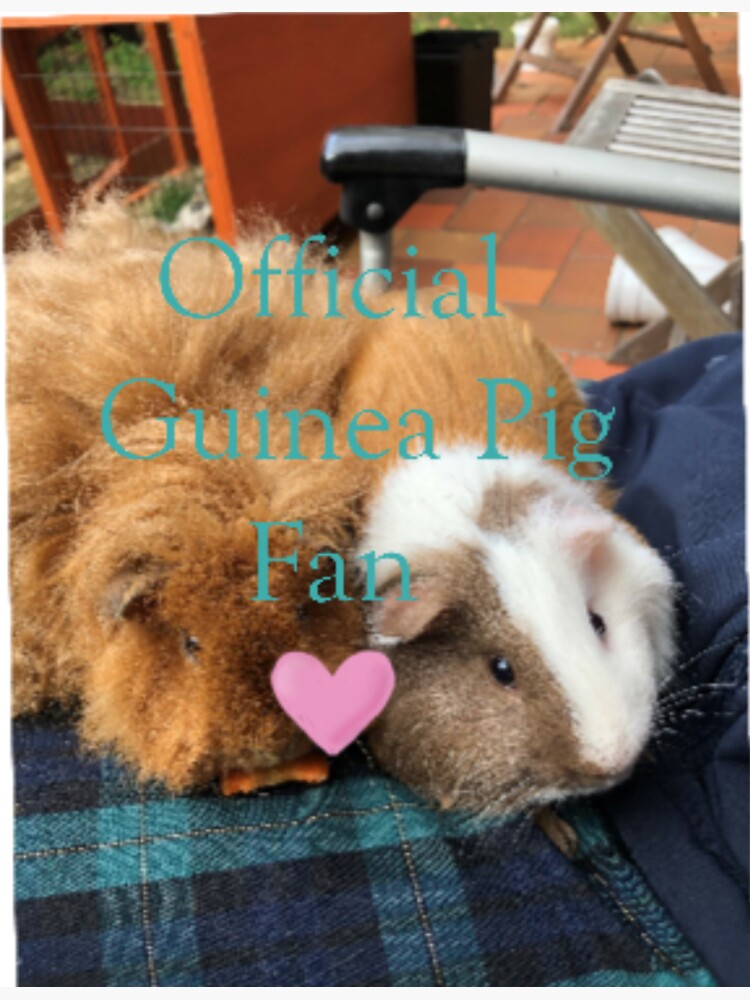 "Guinea Pig Fan" Sticker for Sale by Nikitaocean Redbubble