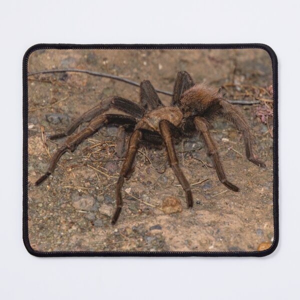 Item preview, Tarantula designed and sold by Lotharism.