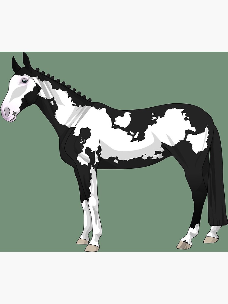 "Black Frame Overo horse" Poster for Sale by CSCHRB Redbubble