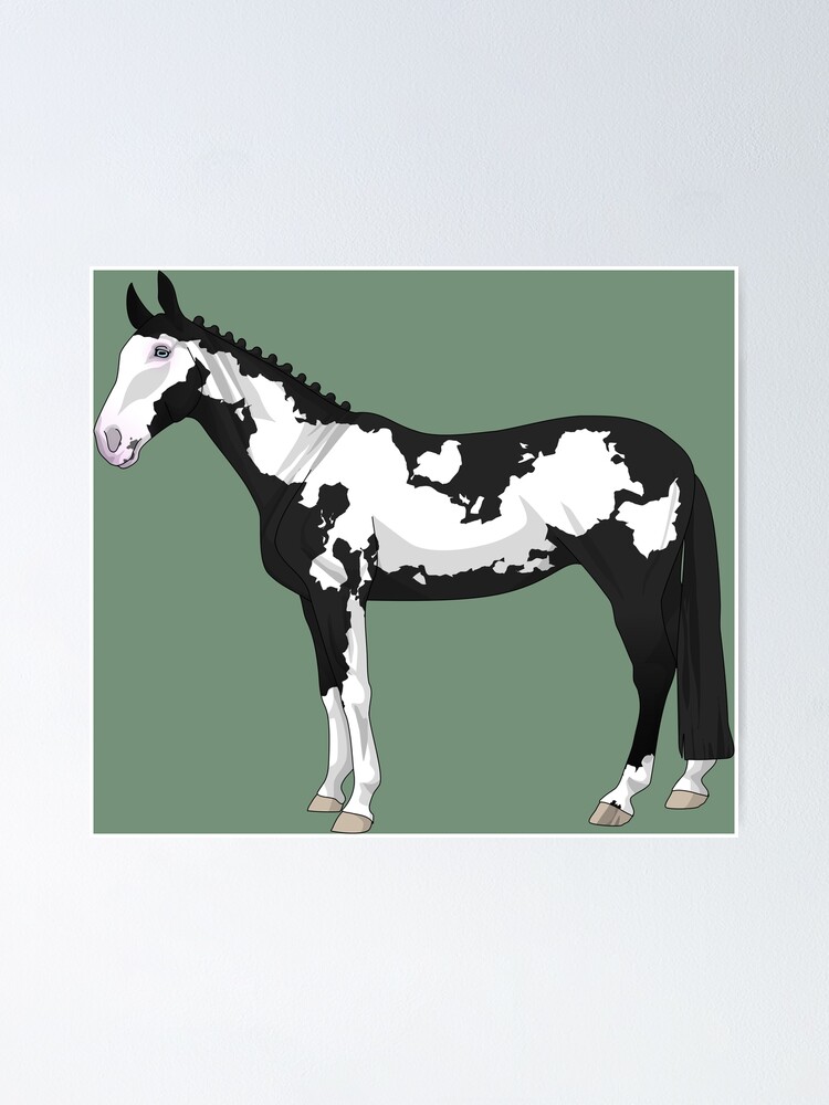"Black Frame Overo horse" Poster for Sale by CSCHRB Redbubble