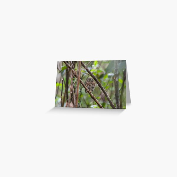Cuban pygmy owl Greeting Card