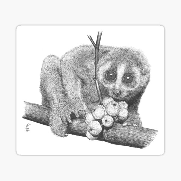 Moth Sticker – Slow Loris