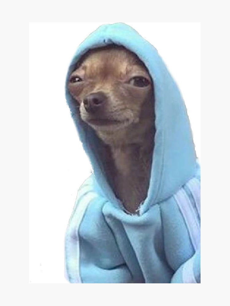 Chihuahua hoodie 2025