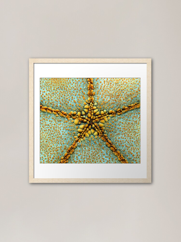 Alternate view of Culcita PNG Framed Art Print