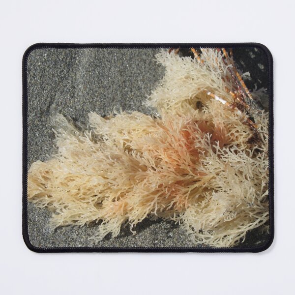 Item preview, Seaweed On The Shore designed and sold by lezvee.