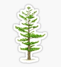 White Pine (Pinus strobus) Sticker