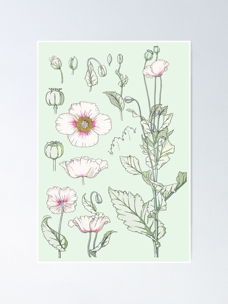 Art deco white-pink poppy botanical illustration Poster for Sale