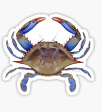 Blue Crab (Callinectus sapidus) Sticker