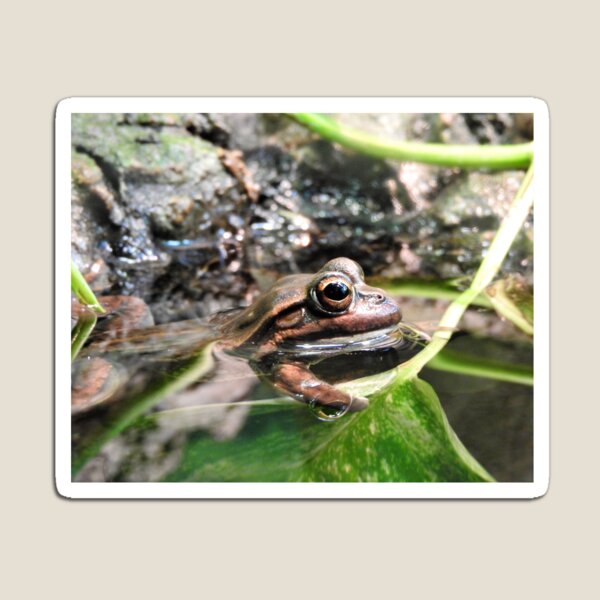 Item preview, Yellow Spotted Bell Frog designed and sold by kirstybush.