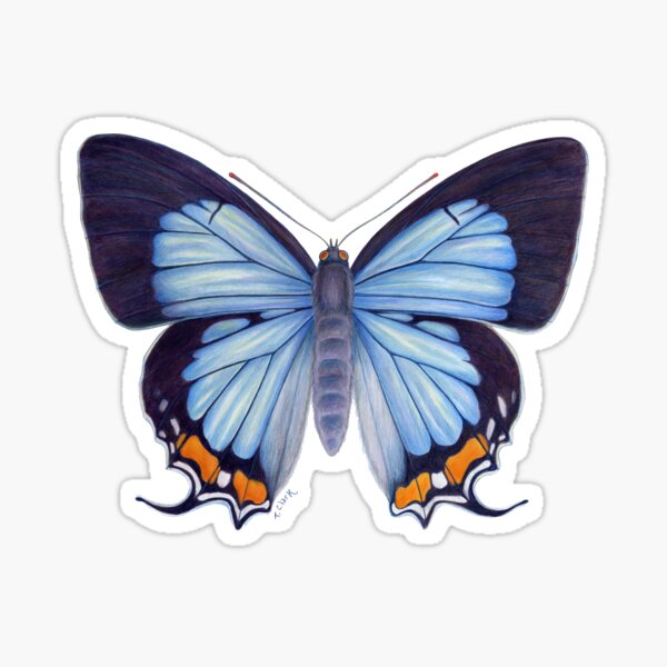 Imperial Blue Butterfly Sticker