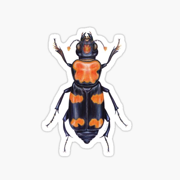 American Burying Beetle Sticker