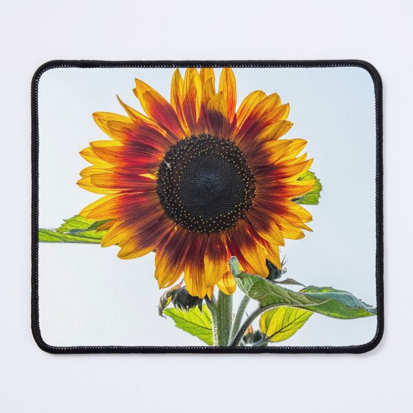 Item preview, Sunflower designed and sold by iCimages.net.