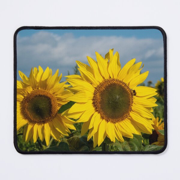 Item preview, Sunflowers in a field designed and sold by iCimages.net.