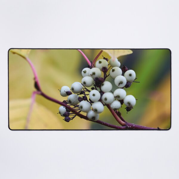 Item preview, Siberian dogwood berries designed and sold by Jouko Lehto Photography.