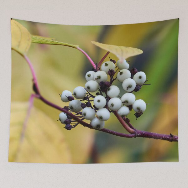Item preview, Siberian dogwood berries designed and sold by Jouko Lehto Photography.