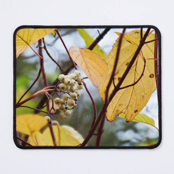 Item preview, Siberian dogwood berries in the fall designed and sold by Jouko Lehto Photography.